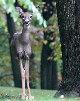 Curious Creature  Geotagged,Odocoileus virginianus,United States,White-tailed Deer