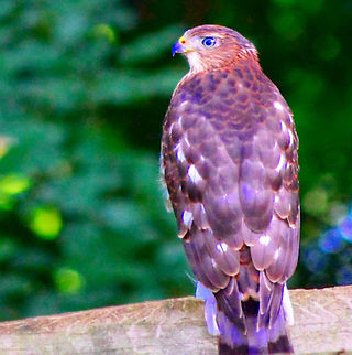 Juvenile Coopers Hawk  Accipiter cooperii,Coopers Hawk