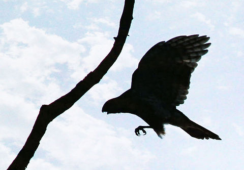 Hawk_silhouette  Accipiter cooperii,Coopers Hawk,Geotagged,United States