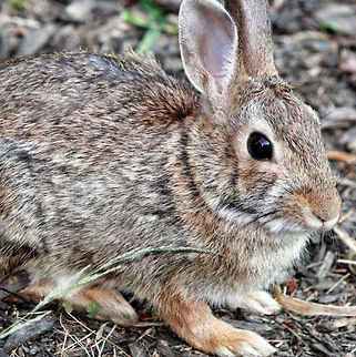 bunny  Eastern cottontail,Geotagged,Sylvilagus floridanus,United States