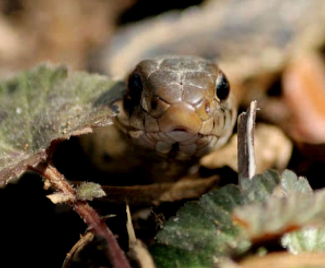 Snake  Eastern Garter Snake,Geotagged,T. sirtalis,United States