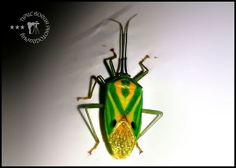 capsid bug Clicked by SAMSUNG GALAXY S DUOS 2 on my study table.  Garden,Pentatomoidea,Urostylididae,bugs,insect