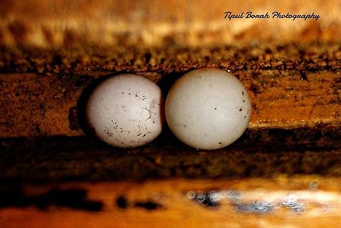 COMMON HOUSE GECKO EGGS I found this on my Wooden Tables gap. egg,gecko