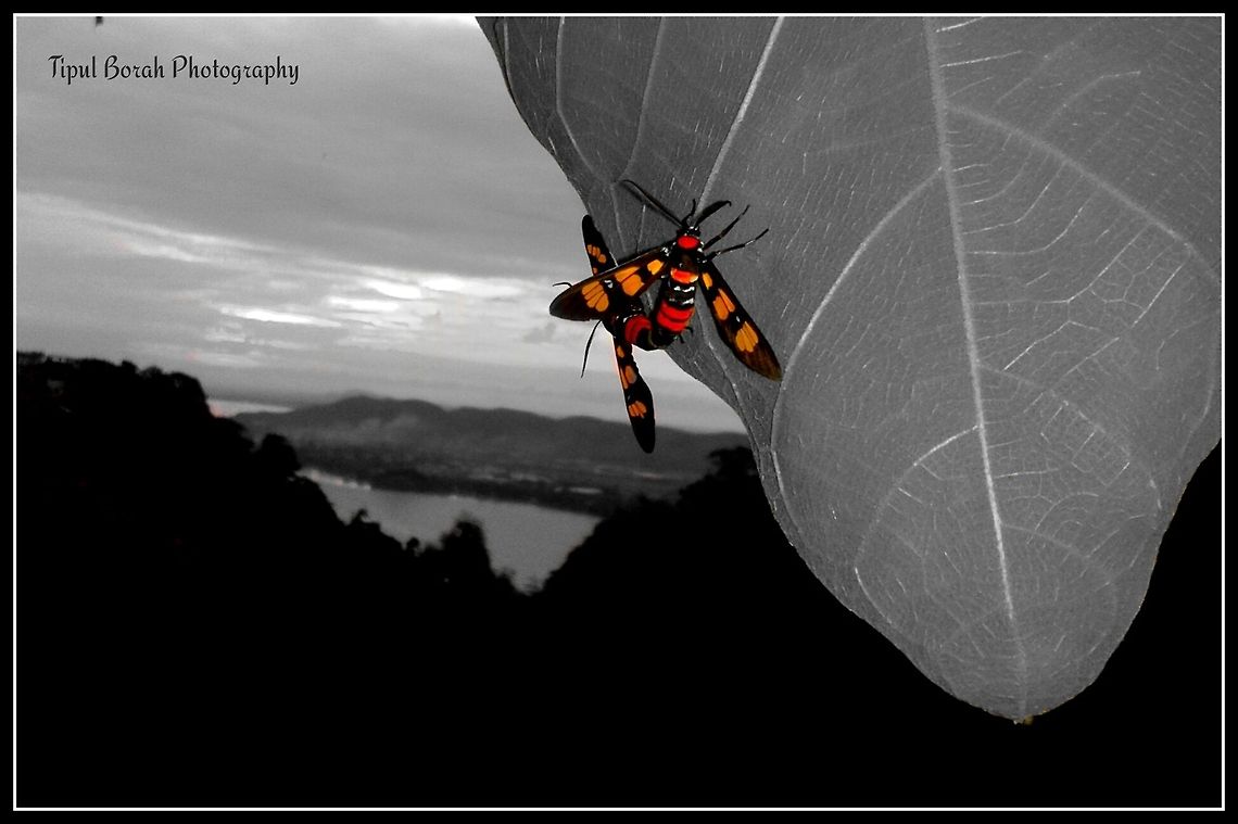 Yellow-banded Wasp Moth Clickd this pic on India's one of the famous hill NILACHAL where the Goddes Kamkhya Temple situated. Euchromia polymena,mating,moth