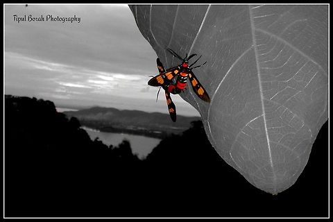 Yellow-banded Wasp Moth Clickd this pic on India's one of the famous hill NILACHAL where the Goddes Kamkhya Temple situated. Euchromia polymena,mating,moth