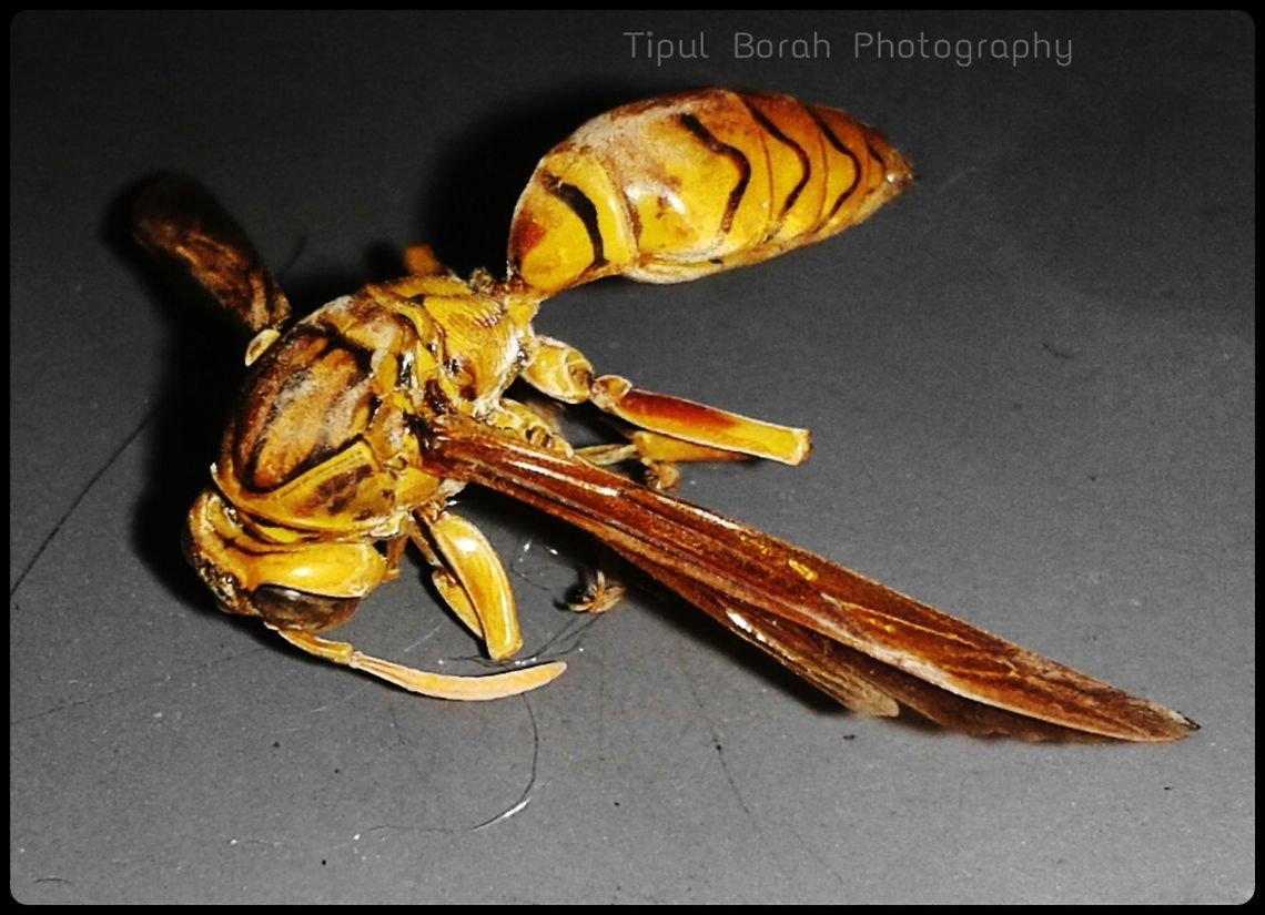 yellow wasps  Polistes olivaceus,Yellow oriental paper wasp,insect,stinging wasps