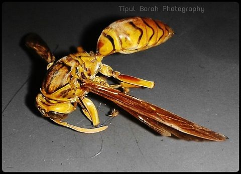 yellow wasps  Polistes olivaceus,Yellow oriental paper wasp,insect,stinging wasps