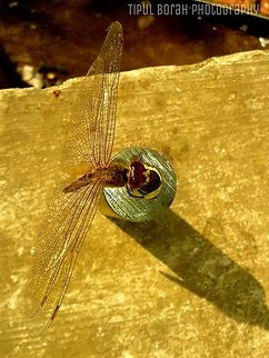 dragonfly  dragonfly,sunlight