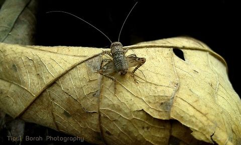 Juvenile Brown Cricket  cricket,zoo