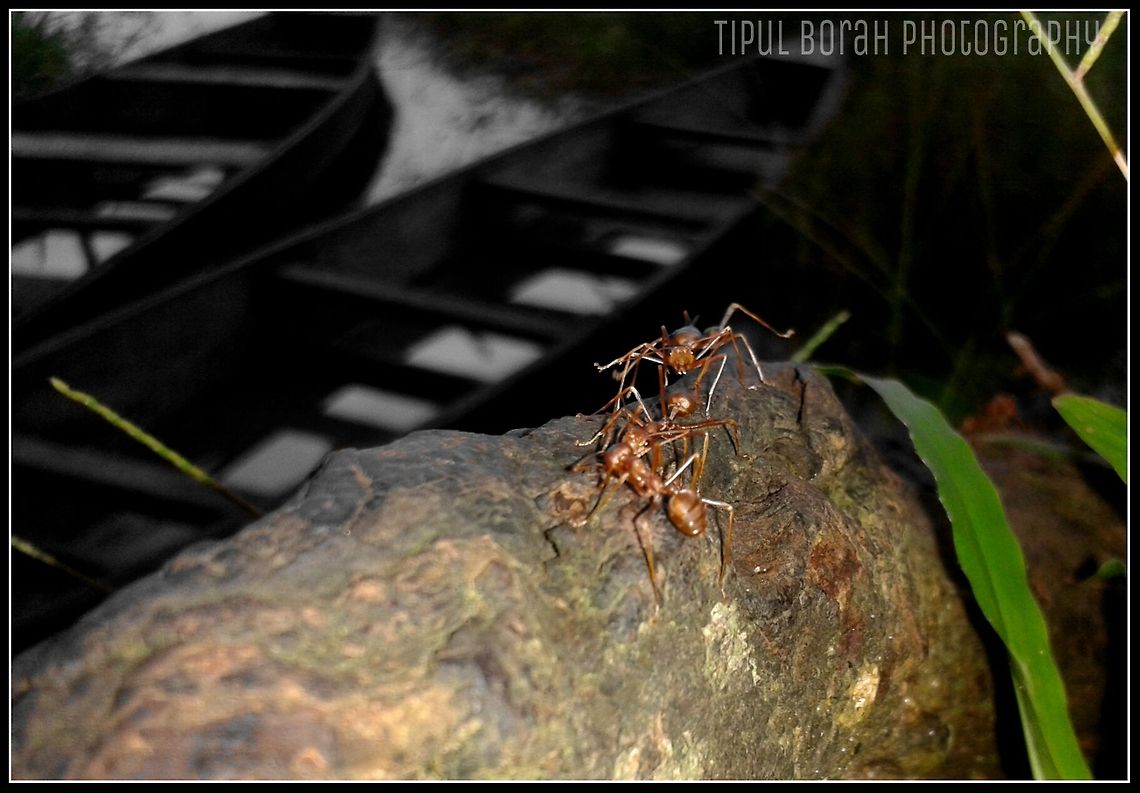 yellow ant  ant,insects