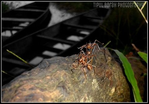 yellow ant  ant,insects