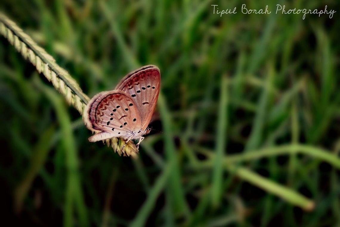 butterfly  butterfly