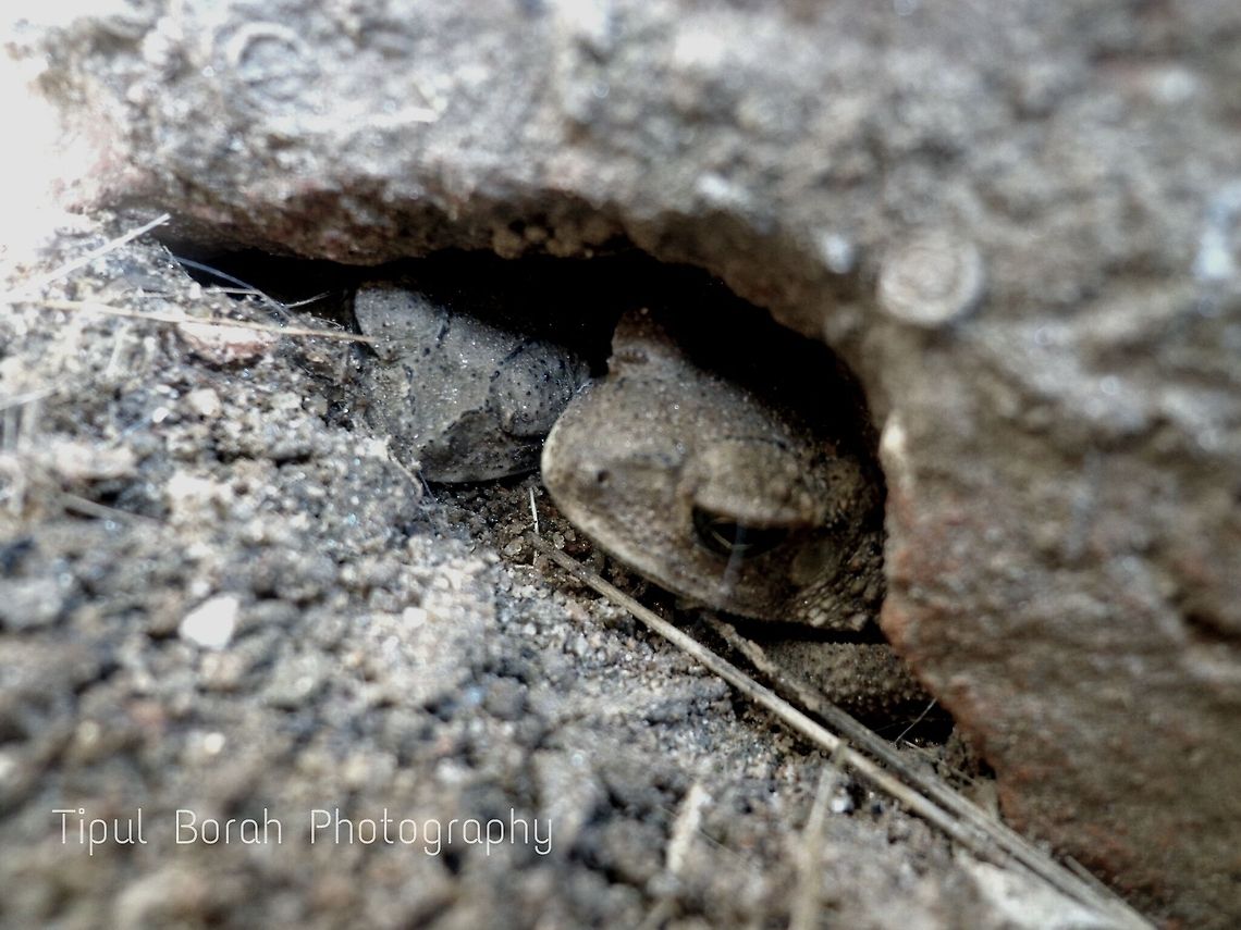 LOVE IS IN THE HOLE ♥  frog