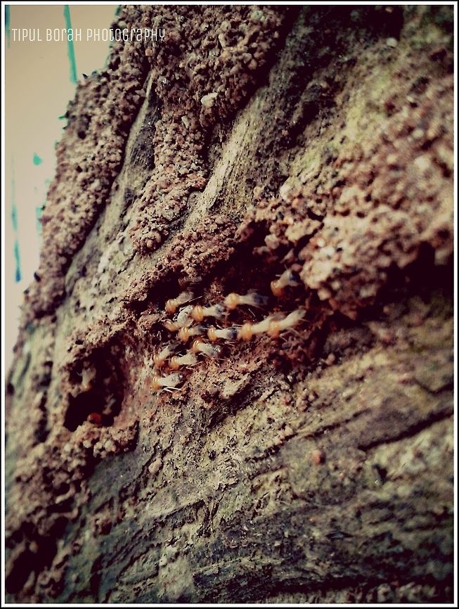 mother of architecture  insect,termides