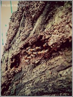 mother of architecture  insect,termides