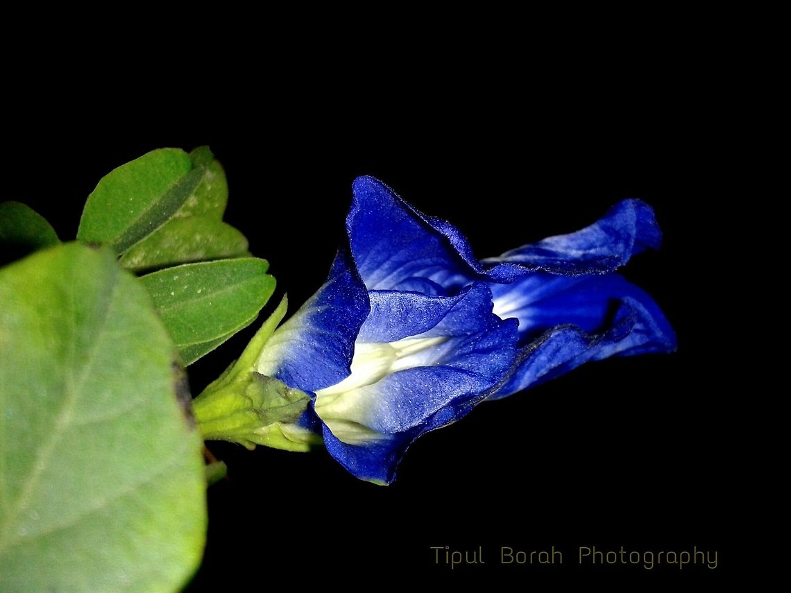 blue glory morning flower  blue,flower