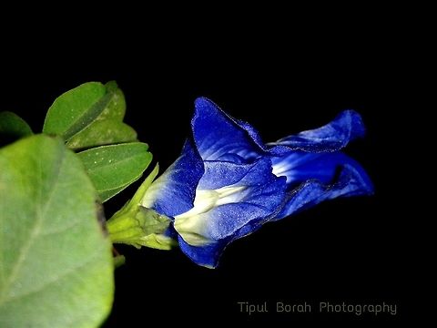 blue glory morning flower  blue,flower
