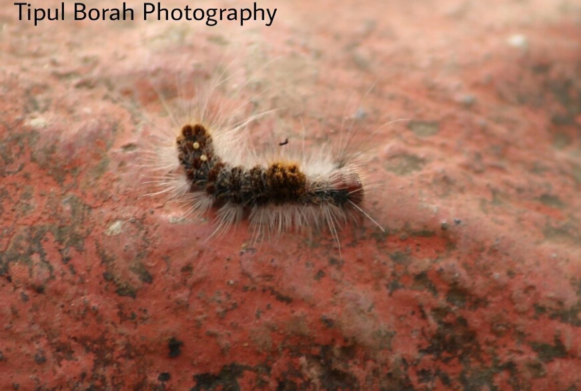 caterpillar  catterpillar,insect