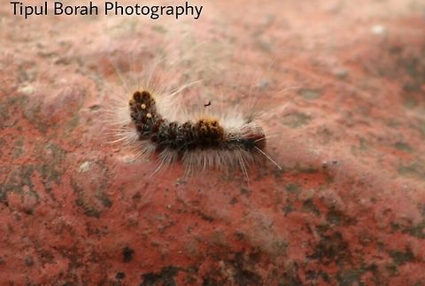 caterpillar  catterpillar,insect
