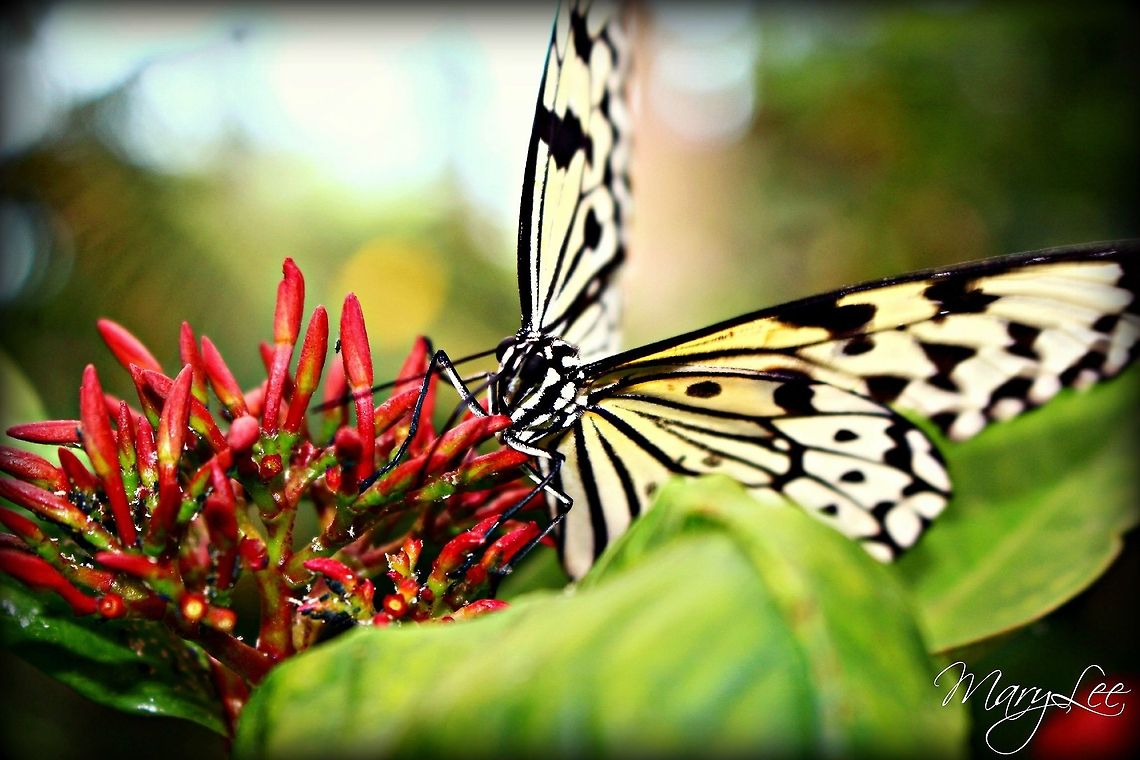 Paper Kite Butterfly Enjoying a Meal. While visiting Seattle I was able to get a chance to see a butterfly house. While there I stumbled upon this beauty enjoying a nice meal.  Idea leuconoe,Paper Kite