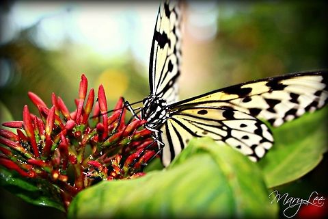 Paper Kite Butterfly Enjoying a Meal. While visiting Seattle I was able to get a chance to see a butterfly house. While there I stumbled upon this beauty enjoying a nice meal.  Idea leuconoe,Paper Kite