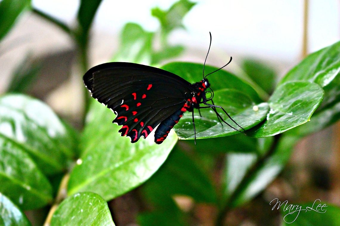 Pink Spotted Cattleheart Butterfly There are different patterns to the Common Mormon butterfly. I believe the said that this was one of them. If someone finds a different name please let me know. I was able to catch this photo while visiting Seattle in June. Common Mormon,Papilio polytes,Parides photinus,Pink-spotted Cattleheart