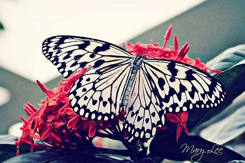 Paper Kite Butterfly I took this in Seattle at a butterfly garden. I feel in love with this species.  Idea leuconoe,Paper Kite