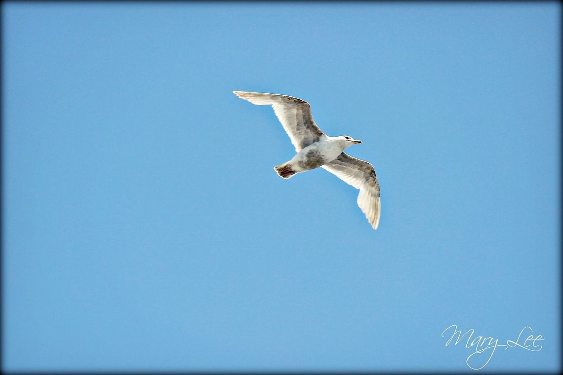 Soaring Seagull While on a visit to Seattle we took a ferry boat to Kingston, WA and this guy followed us the whole time. I&#039;m sure he was looking for some food, of course. European Herring Gull,Larus argentatus