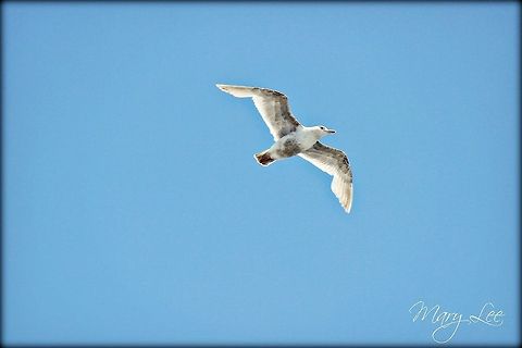 Soaring Seagull While on a visit to Seattle we took a ferry boat to Kingston, WA and this guy followed us the whole time. I'm sure he was looking for some food, of course. European Herring Gull,Larus argentatus