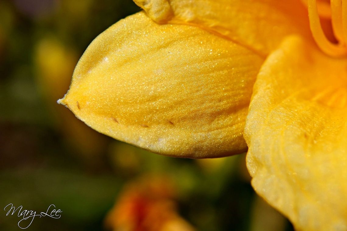 A close up of a daylily petal I honestly do not have a green thumb but daylilies are so hardy that they do the work for you. I got a close up shot of the petal. I love the details that we normally skip over with the human eye.