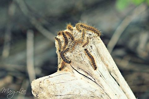 Fall Webworm Enjoying Some Sun There were so many of these guys covering the beach when we visited Seattle. They were everywhere. These Fall Webworms were all meeting on this log.