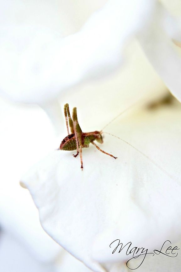 Grasshopper on a Rose Petal Unfortunately, I'm not sure what species of grasshopper this is so hopefully someone can answer that. I found this guy sitting on a rose petal while visiting my mother in Charleston, SC.
