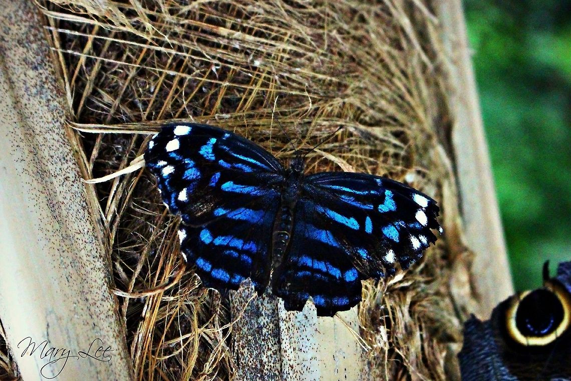Mexican Bluewing Butterfly While visiting Seattle we were able to go to a butterfly garden. I love the blue in his wings.  Mexican Bluewing,Myscelia ethusa