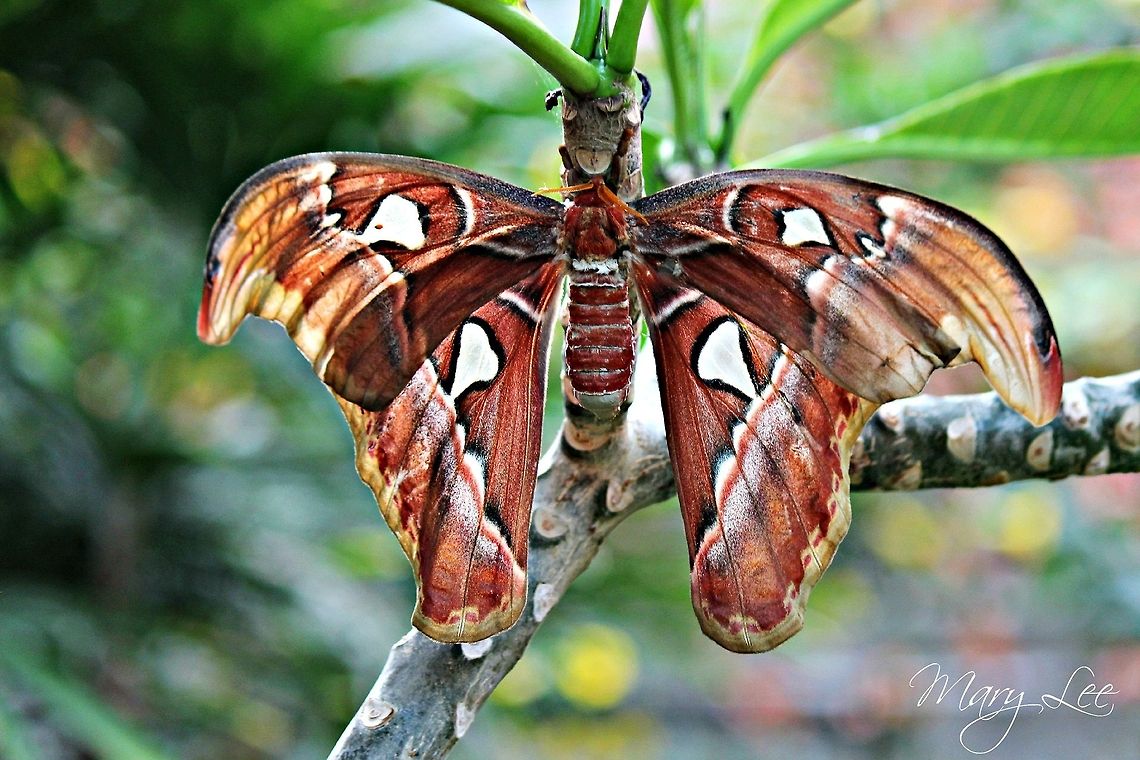 Atlas Moth This is part of the species of the largest moth. This one was already the size of my hand. They are very beautiful.  Atlas Moth,Attacus atlas