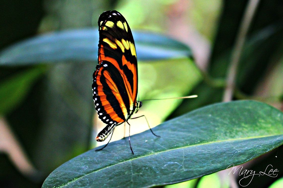 Orange and Yellow Butterfly I can&#039;t seem to find the species on this one. It doesn&#039;t look like a typical monarch butterfly because of the prominent yellow. If anyone could tell me the species name I would appreciate it. Heliconius ismenius