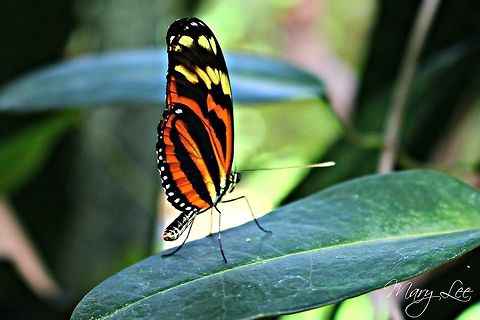 Orange and Yellow Butterfly I can't seem to find the species on this one. It doesn't look like a typical monarch butterfly because of the prominent yellow. If anyone could tell me the species name I would appreciate it. Heliconius ismenius