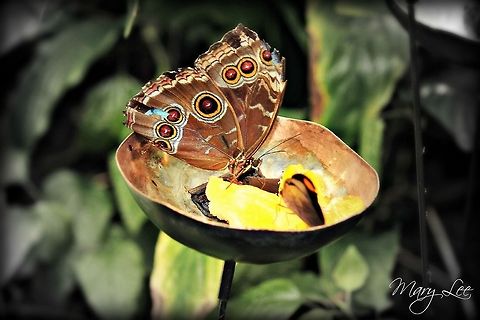 Butterfly I love the spots on this one! Such bright colors and such distinctive circles. This guy was spotted in a butterfly garden in Seattle, Washington. If you feel that this is a different species of butterfly please let me know. I think I might be wrong about this one. Morpho peleides,Peleides Blue Morpho