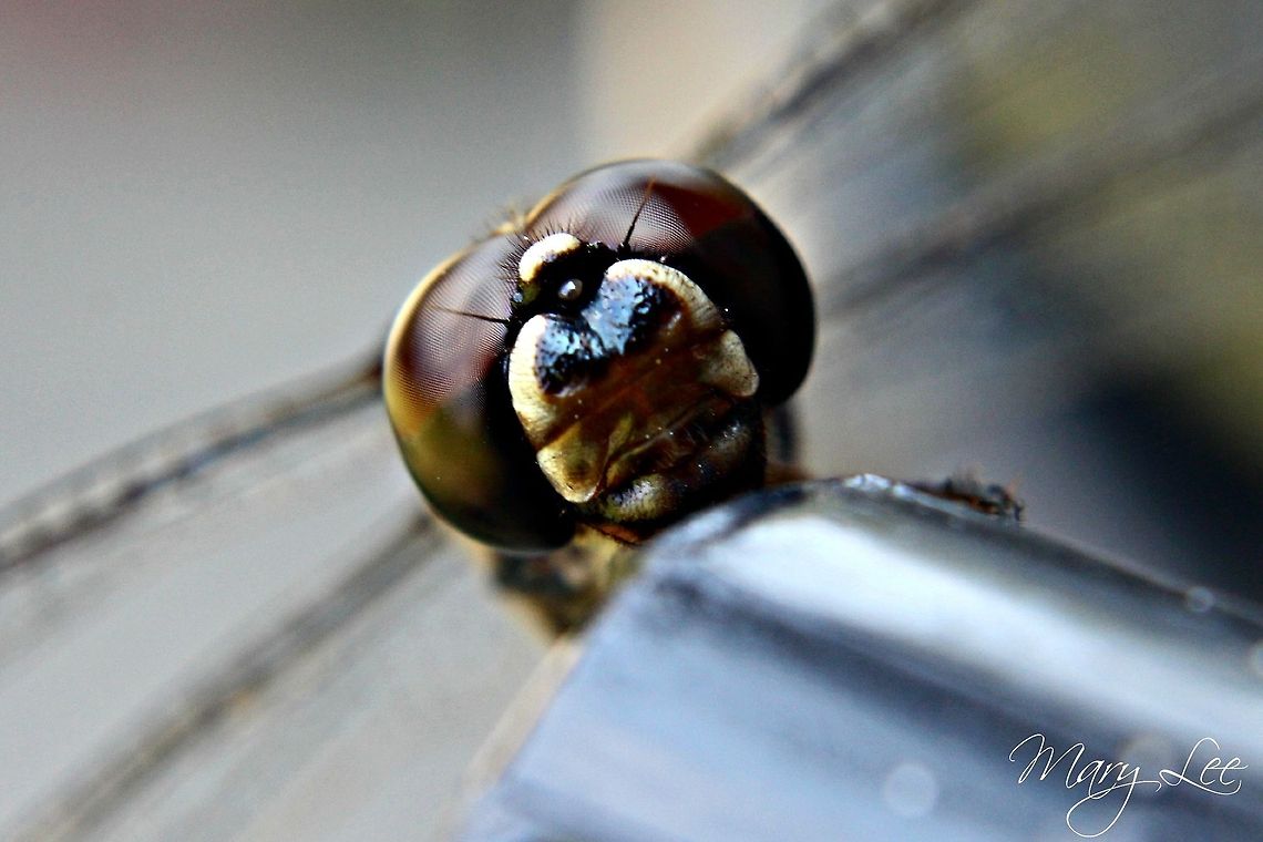 I'm Watching You Dythemis velox..is what I believe this dragonfly&#039;s species name to be. This picture was taken in Charleston, SC.  Dythemis velox,Swift Setwing