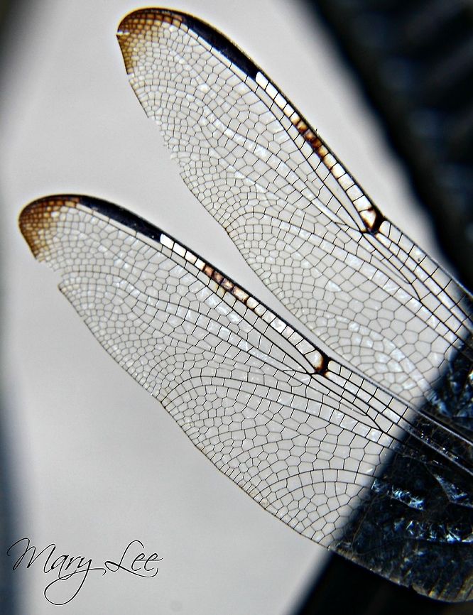 Swift Setwing closeup  Dythemis velox,Swift Setwing