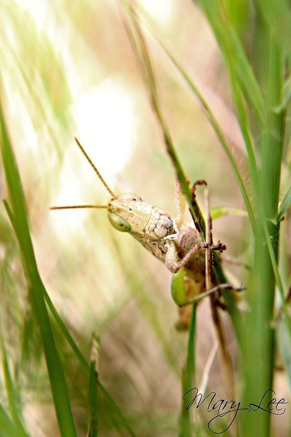 Green Grasshopper on a Blade of Grass Honestly, I&#039;m not sure if this is the right name for him. If someone can figure out if its a different species that would be great. This picture was taken in Augusta, GA. He was actually really tiny. Blackish meadow katydid,Conocephalus semivittatus