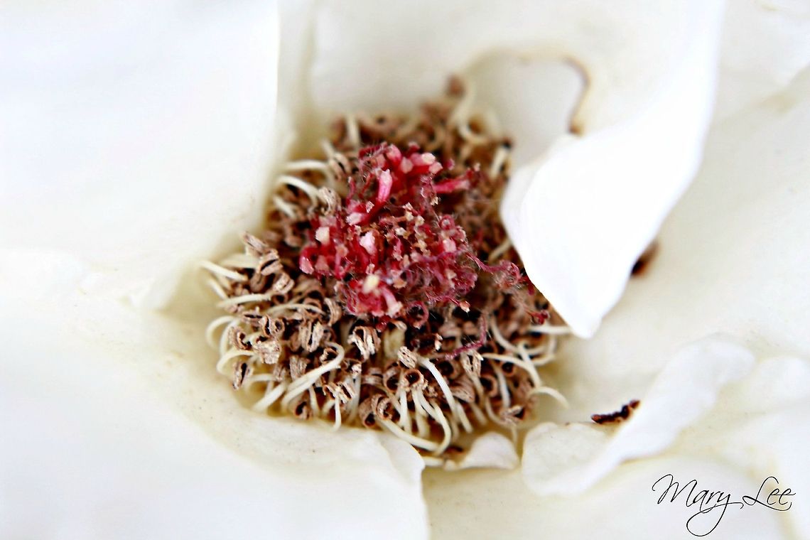 April Moon Rose This is the center of an April Moon Rose. Very beautiful flower.