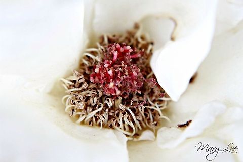 April Moon Rose This is the center of an April Moon Rose. Very beautiful flower.