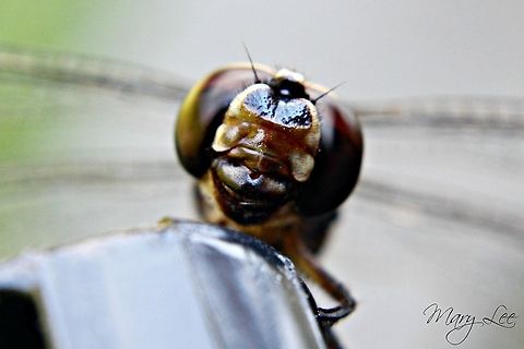Say "Cheese" It totally looks like he is smiling in this photo that I took while playing at the park. This guy sat there for a long time and let me photograph him.  Dythemis velox,Swift Setwing