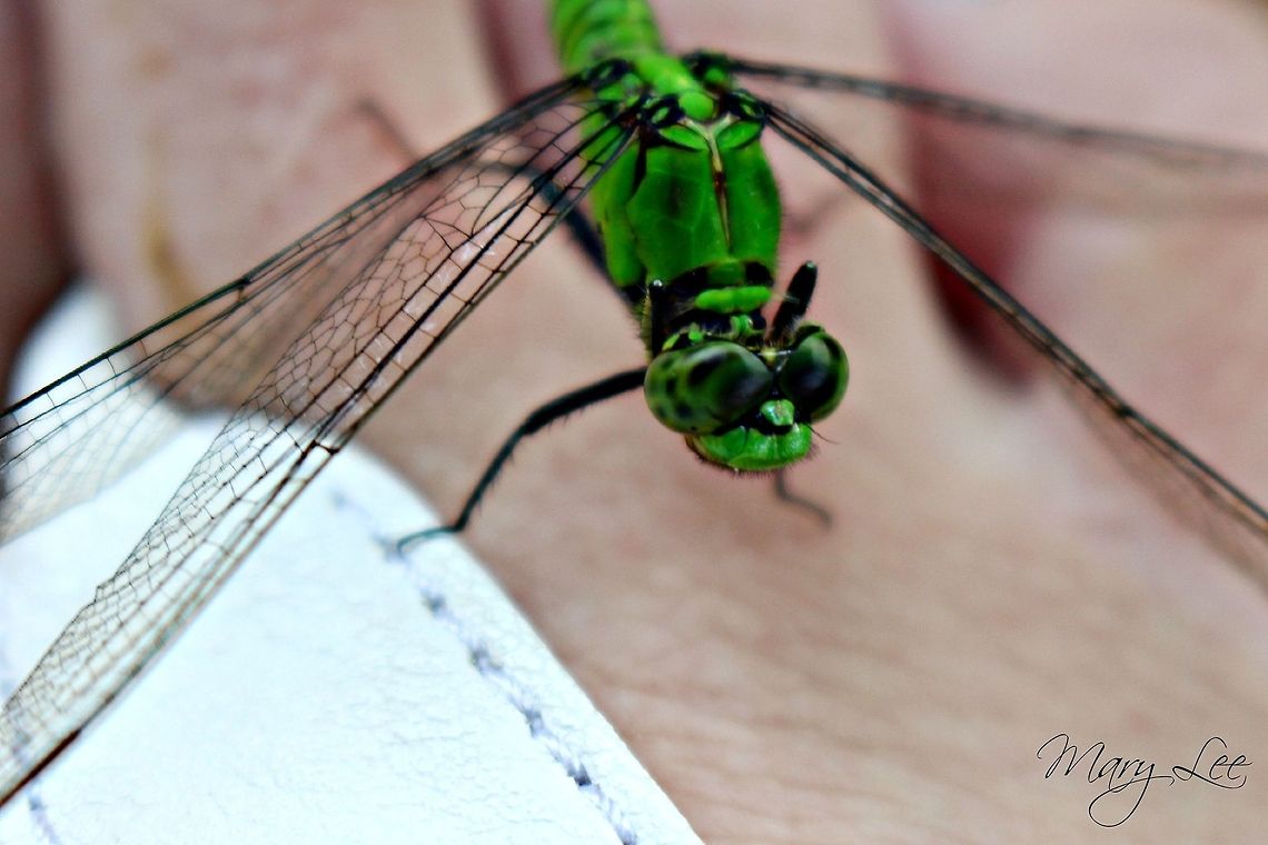 A Visiting Friend While at the park in Charleston, SC I was visited by this dragonfly. He stayed on my foot for a long time. Eastern Pondhawk,Erythemis simplicicollis