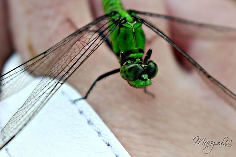 A Visiting Friend While at the park in Charleston, SC I was visited by this dragonfly. He stayed on my foot for a long time. Eastern Pondhawk,Erythemis simplicicollis