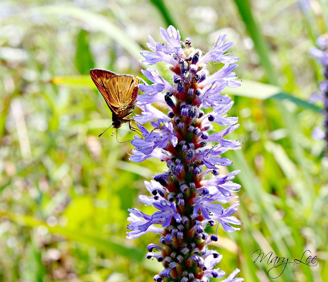 Butterfly on purple flowers I'm not sure what species of butterfly is this picture was taken in Charleston, SC. Geotagged,Pickerelweed,Pontederia cordata,Skipper,United States