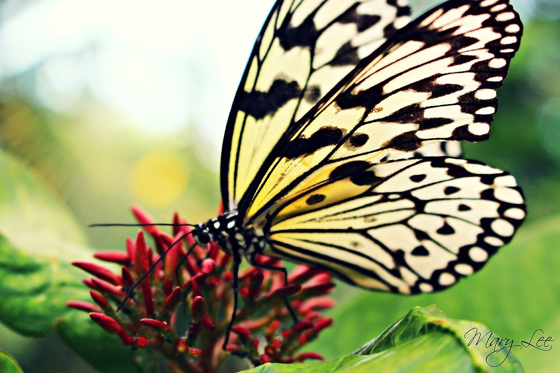 A Paper Kite Butterfly  Idea leuconoe,Paper Kite