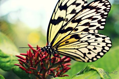 A Paper Kite Butterfly  Idea leuconoe,Paper Kite