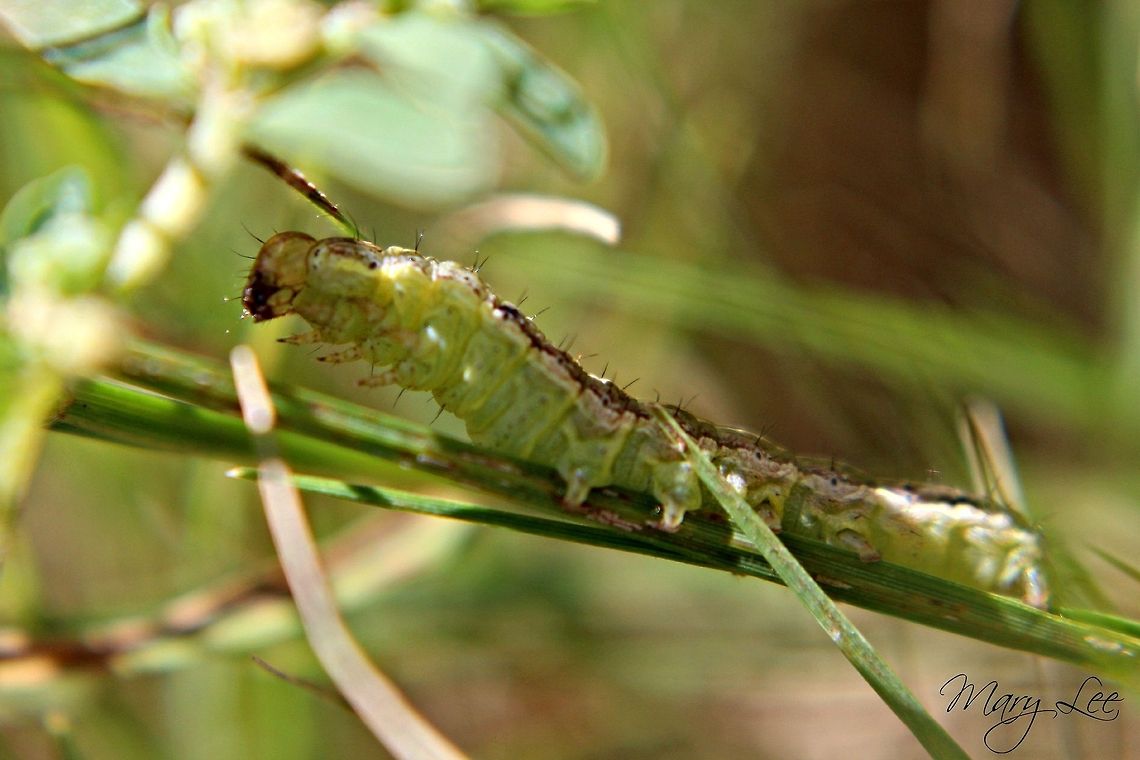Oreana unicolorella I believe this is Oreana unicolorella. A lot of the pictures look like this guy, however, I could be wrong. The photo was taken in Augusta, GA in my backyard.  Oreana unicolorella