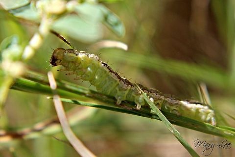 Oreana unicolorella I believe this is Oreana unicolorella. A lot of the pictures look like this guy, however, I could be wrong. The photo was taken in Augusta, GA in my backyard.  Oreana unicolorella